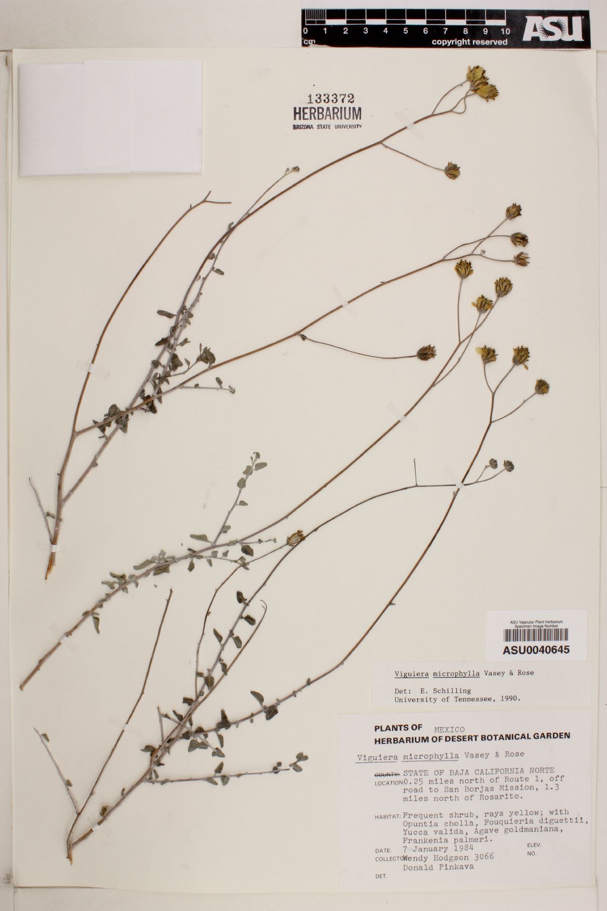 Viguiera microphylla image