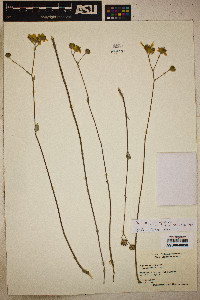 Bahiopsis chenopodina image