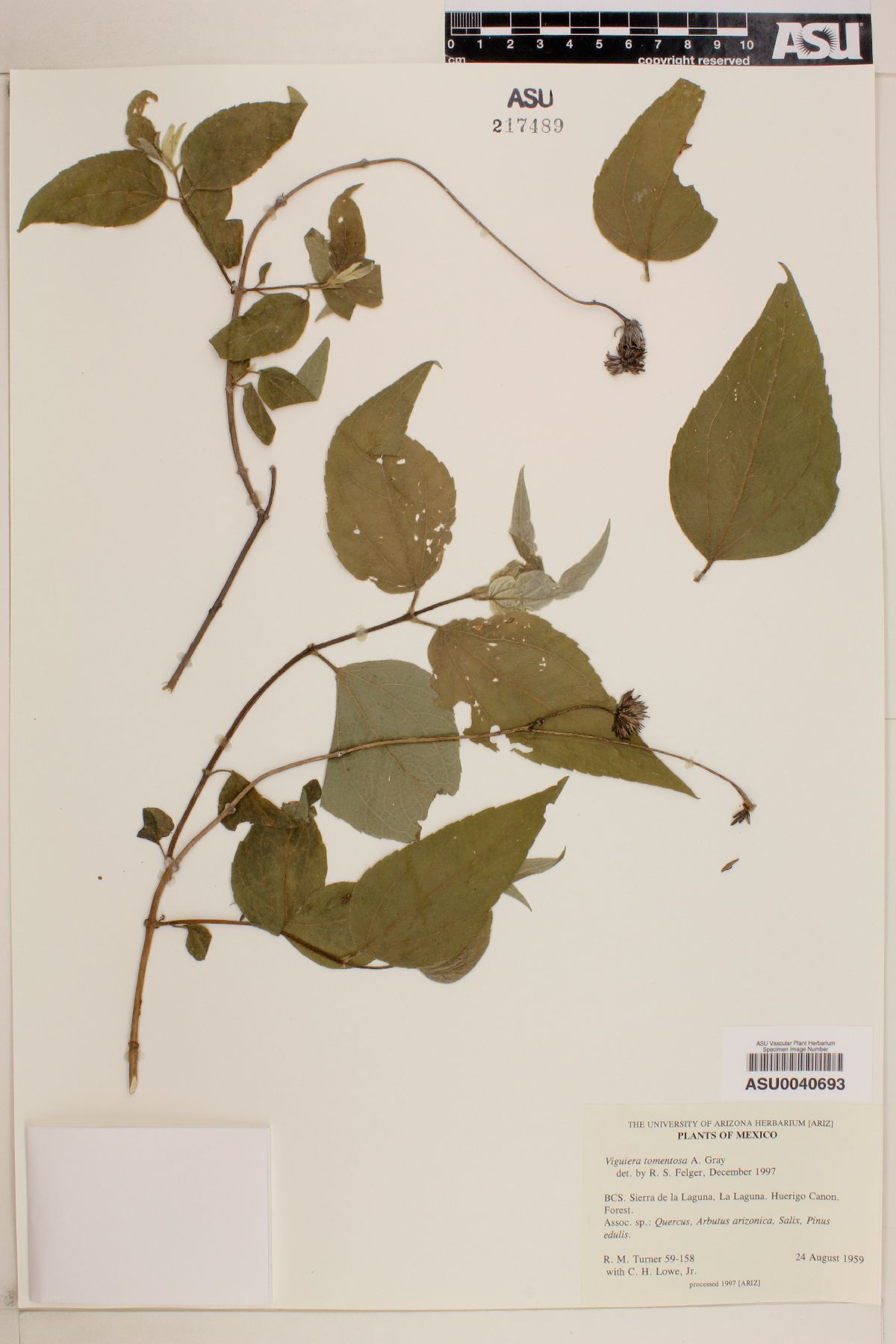 Viguiera tomentosa image