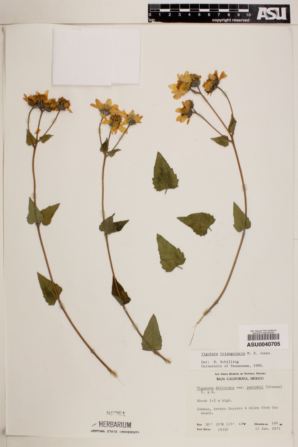 Viguiera triangularis image