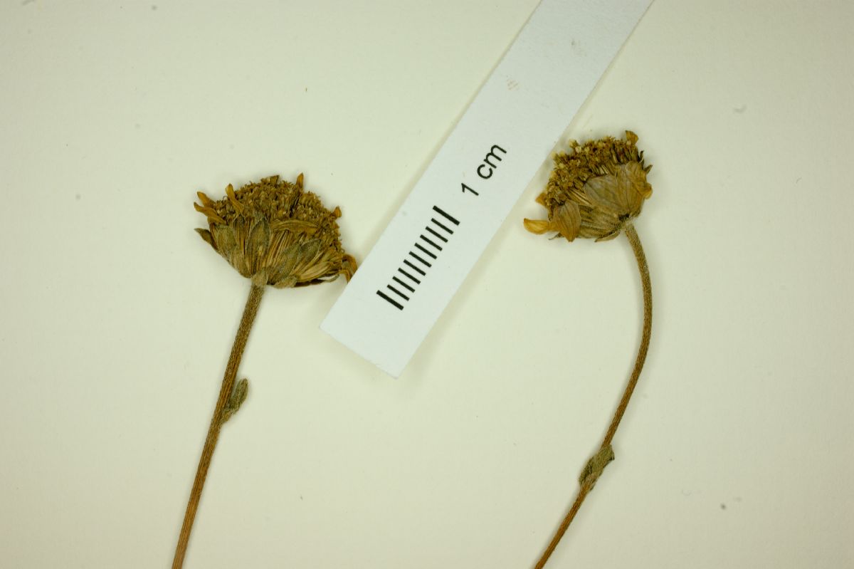 Aldama oblongifolia image