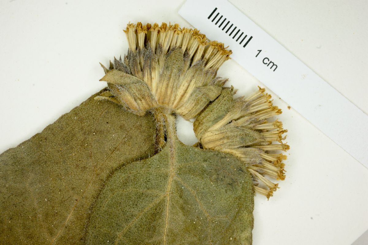 Wyethia invenusta image