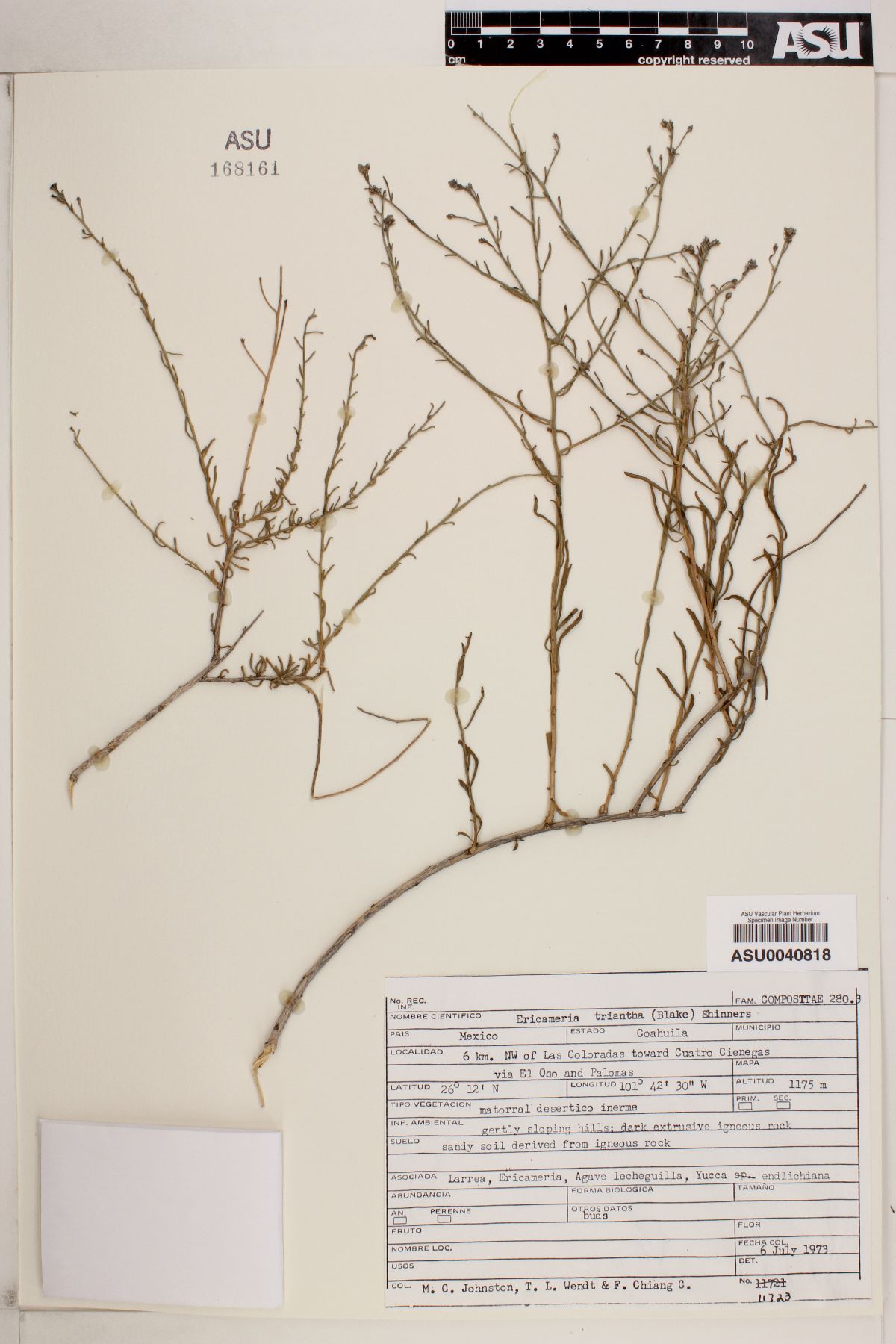Xylothamia triantha image