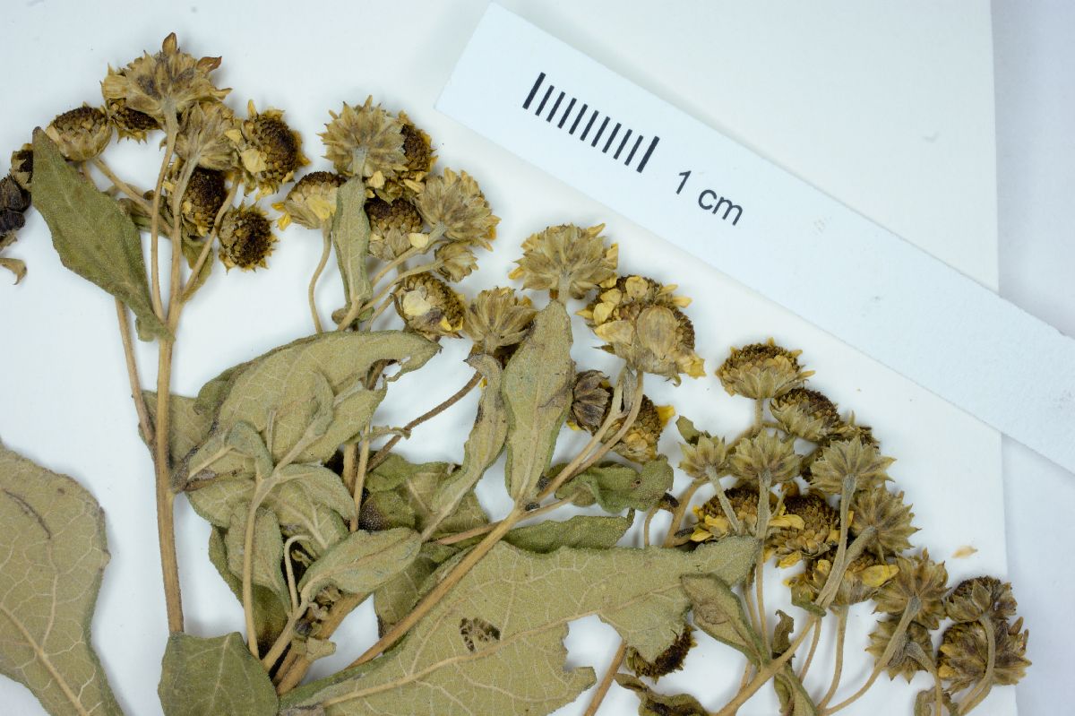 Zaluzania montagnifolia image