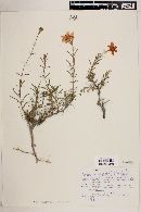 Zinnia juniperifolia image