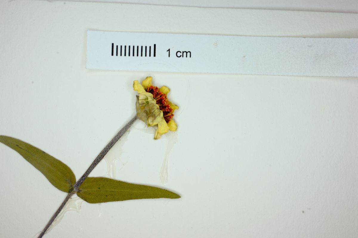 Zinnia leucoglossa image