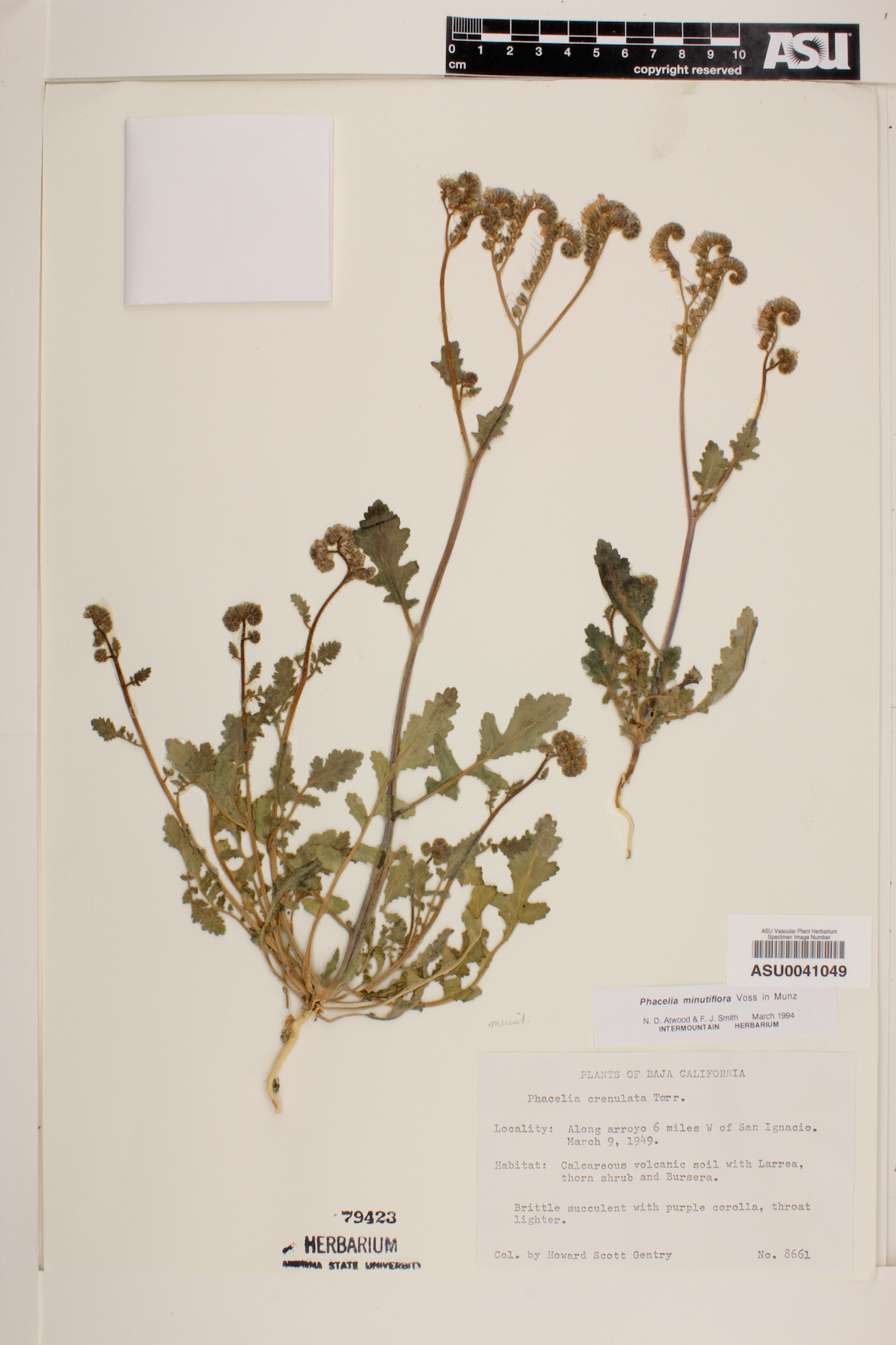 Phacelia crenulata var. minutiflora image