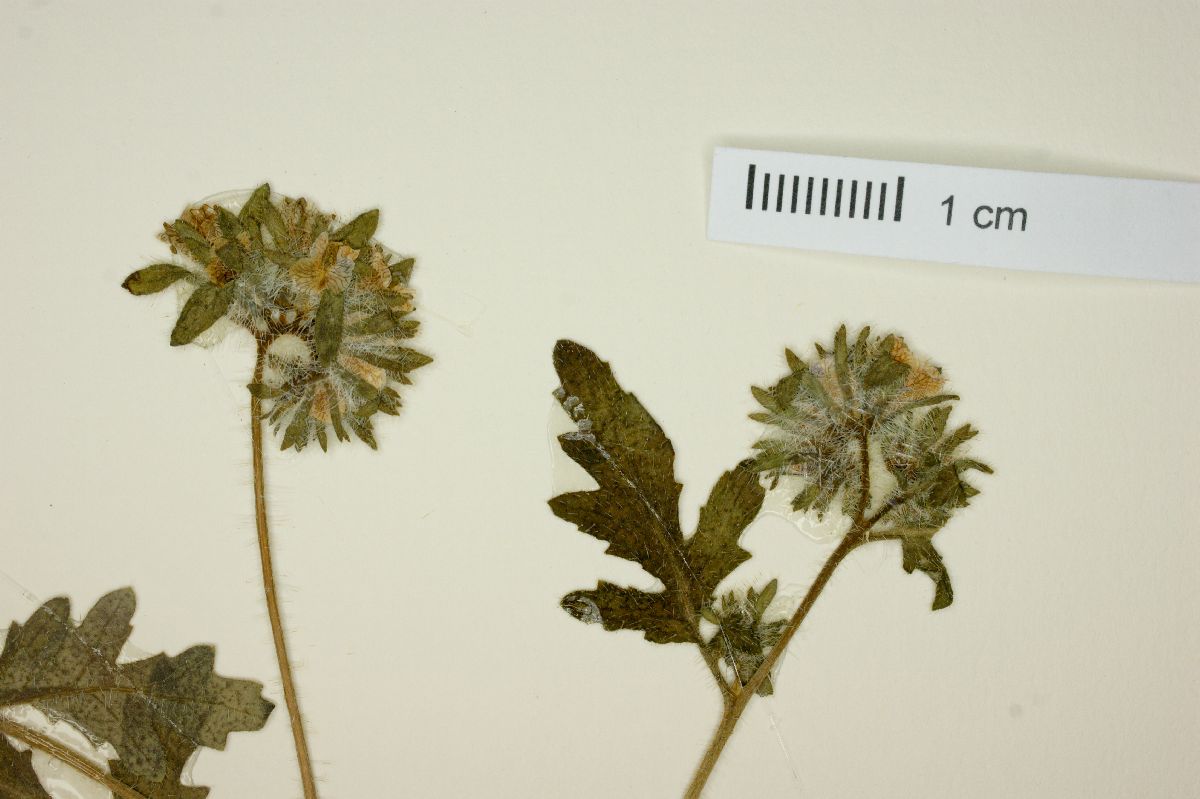 Phacelia pauciflora image