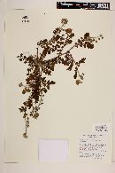 Phacelia platycarpa var. platycarpa image