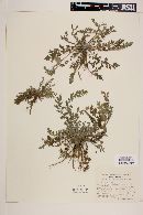 Phacelia platycarpa image