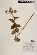 Begonia gracilis image