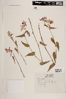 Begonia gracilis image