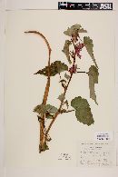 Begonia gracilis image