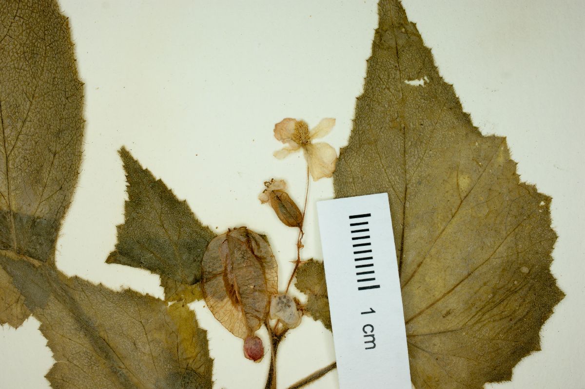 Begonia hintoniana image