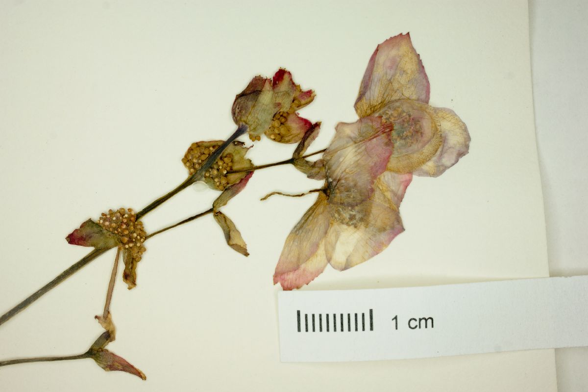 Begonia martiana image