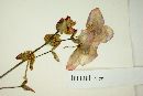 Begonia martiana image