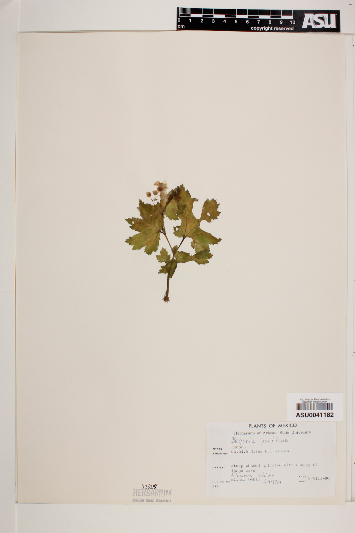 Begonia porteana image