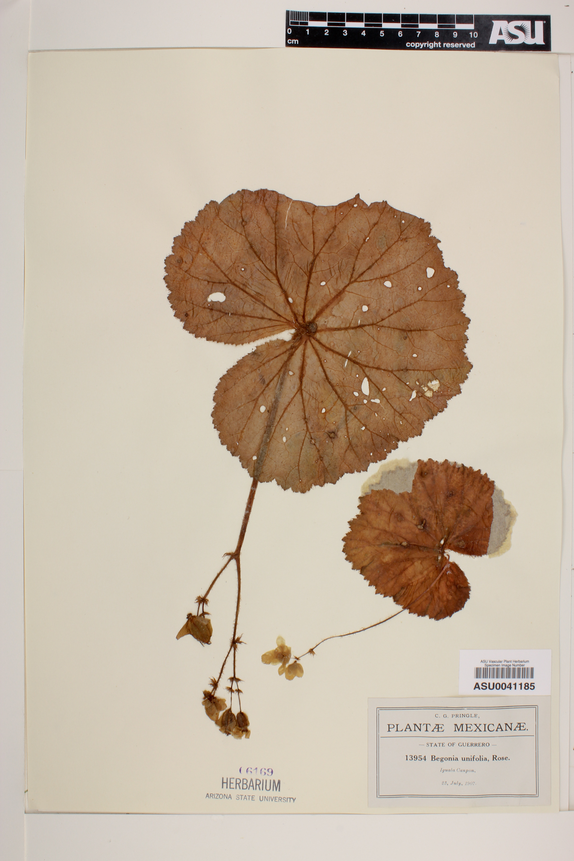 Begonia unifolia image