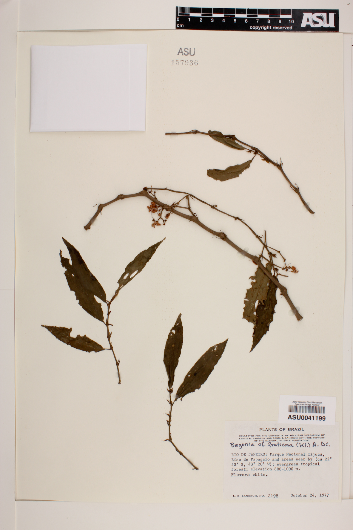 Begonia fruticosa image