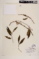 Begonia fruticosa image