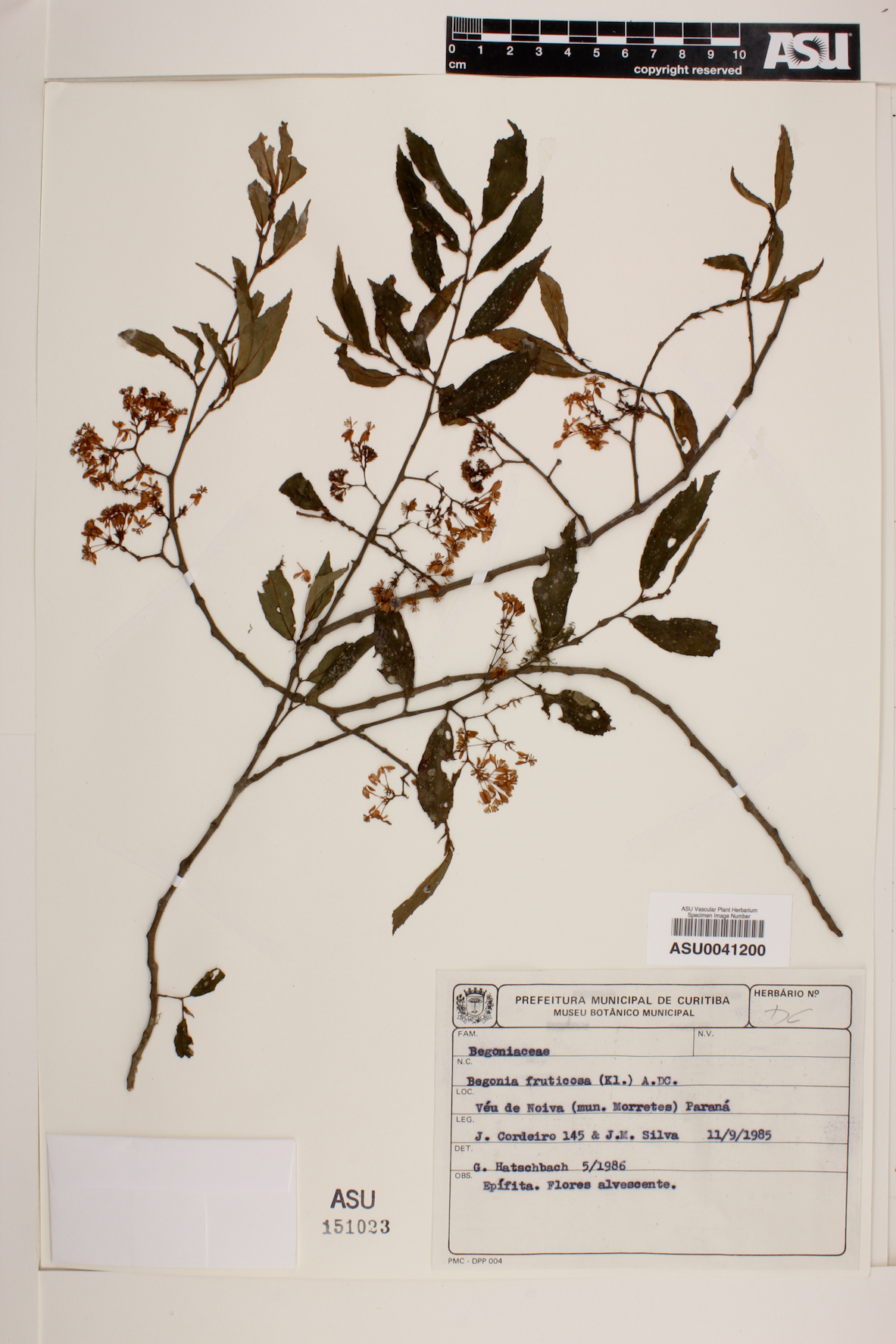 Begonia fruticosa image