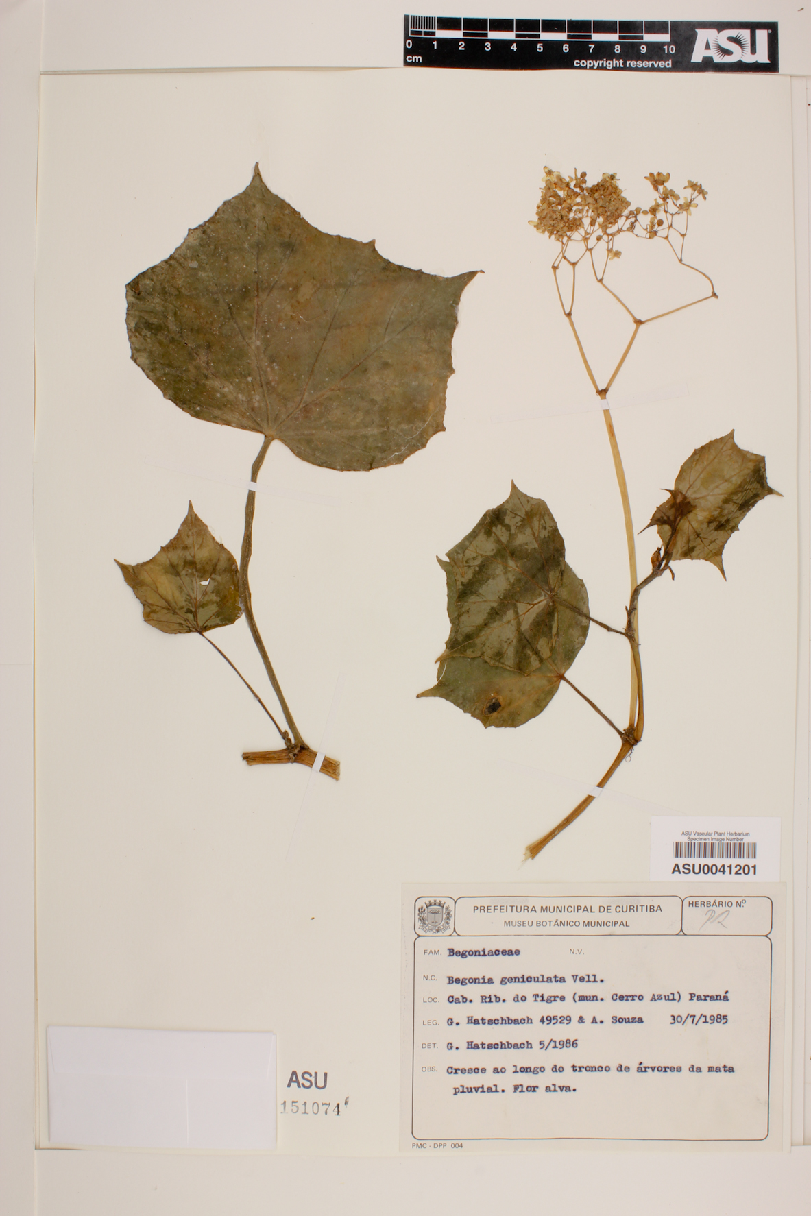 Begonia isoptera image