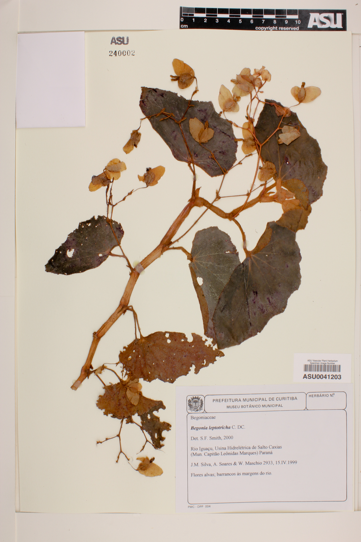 Begonia subvillosa image