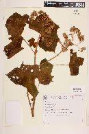 Begonia paleata image