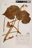 Begonia pluvialis image