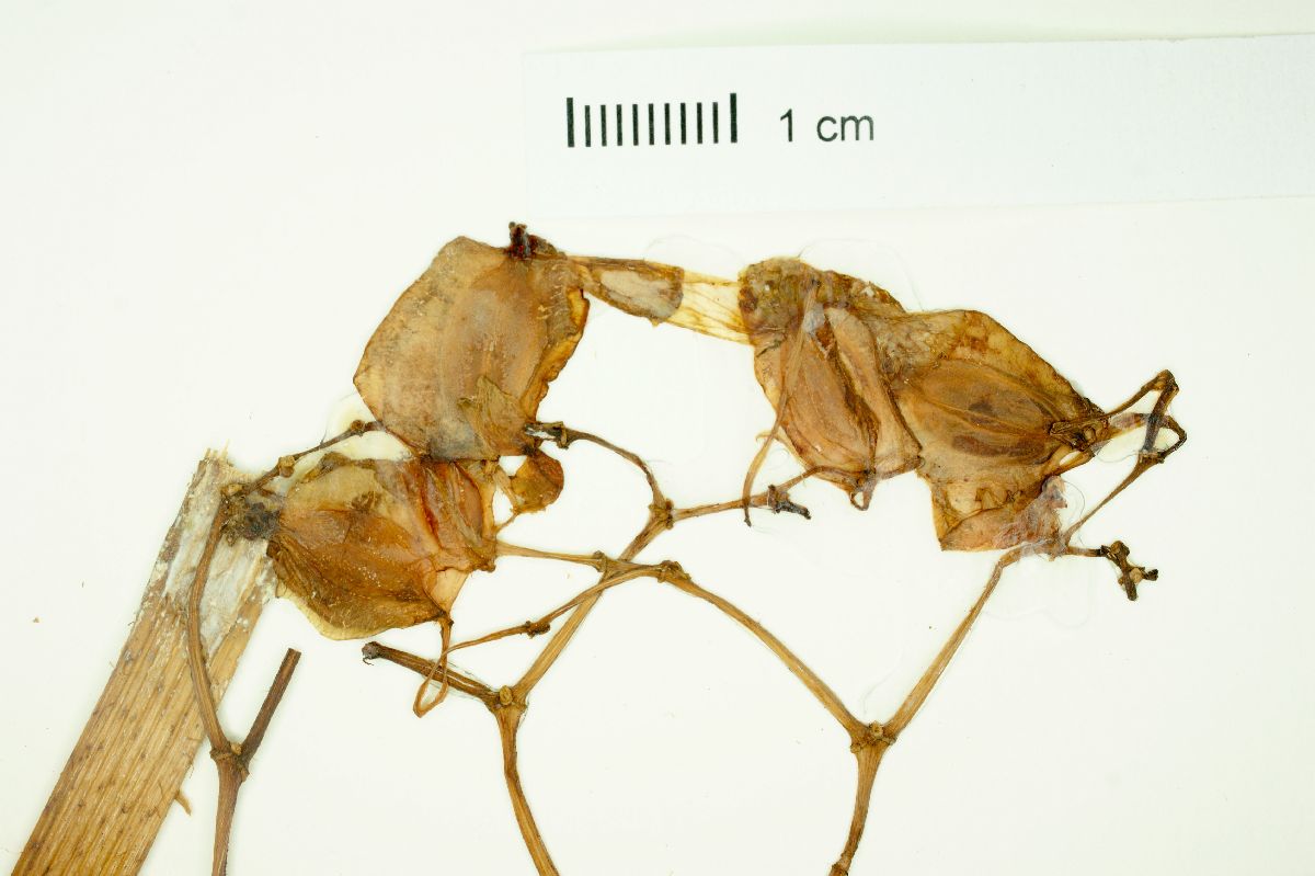 Begonia pluvialis image