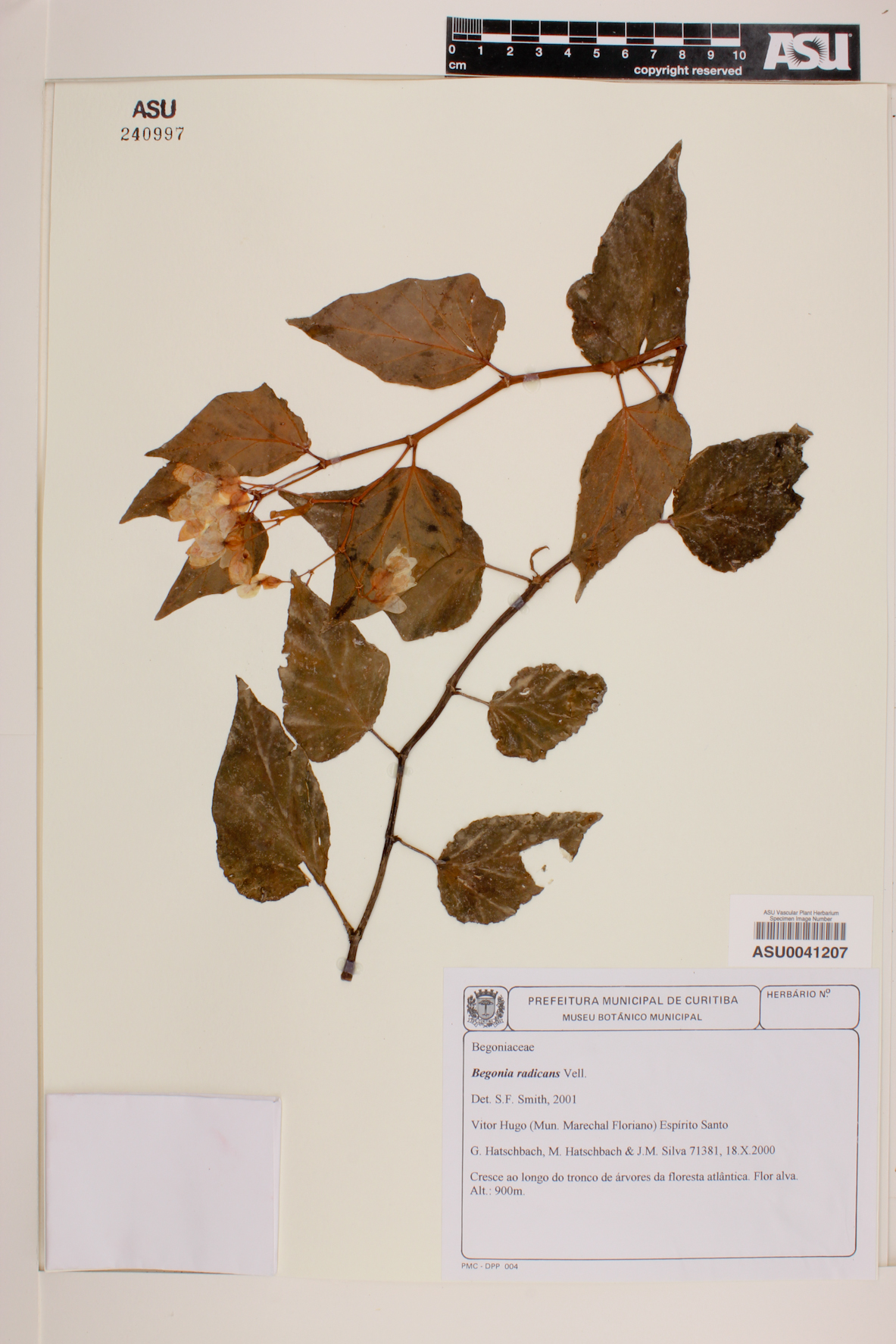 Begonia radicans image