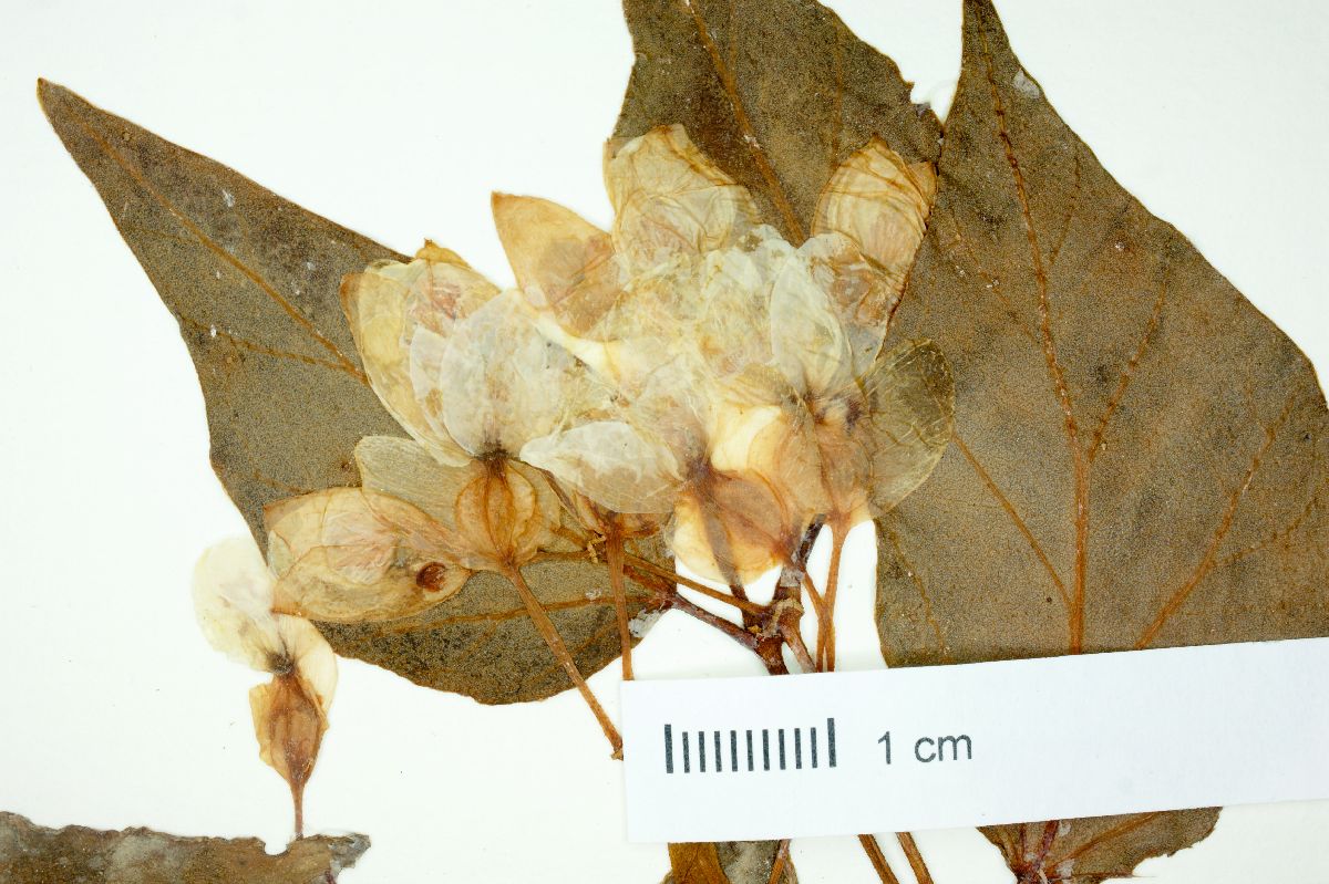 Begonia radicans image