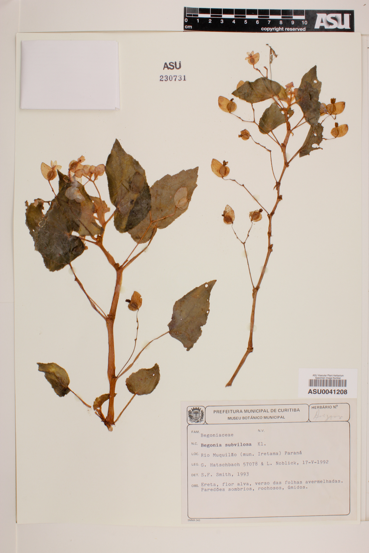 Begonia subvillosa image