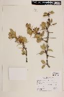 Berberis grevilleana image