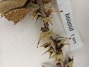 Berberis horrida image