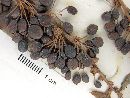 Berberis horrida image