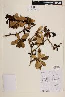 Berberis ilicifolia image