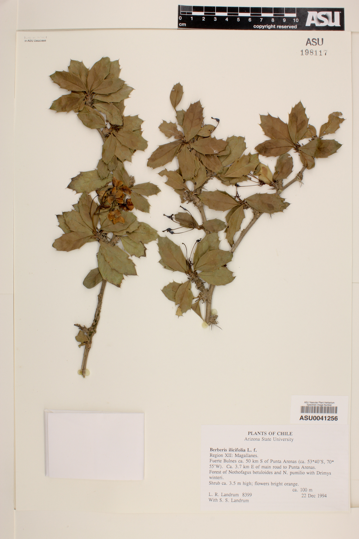 Berberis ilicifolia image