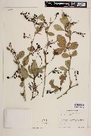 Berberis laurina image