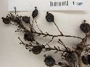 Berberis laurina image