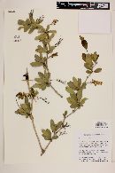 Berberis laurina image