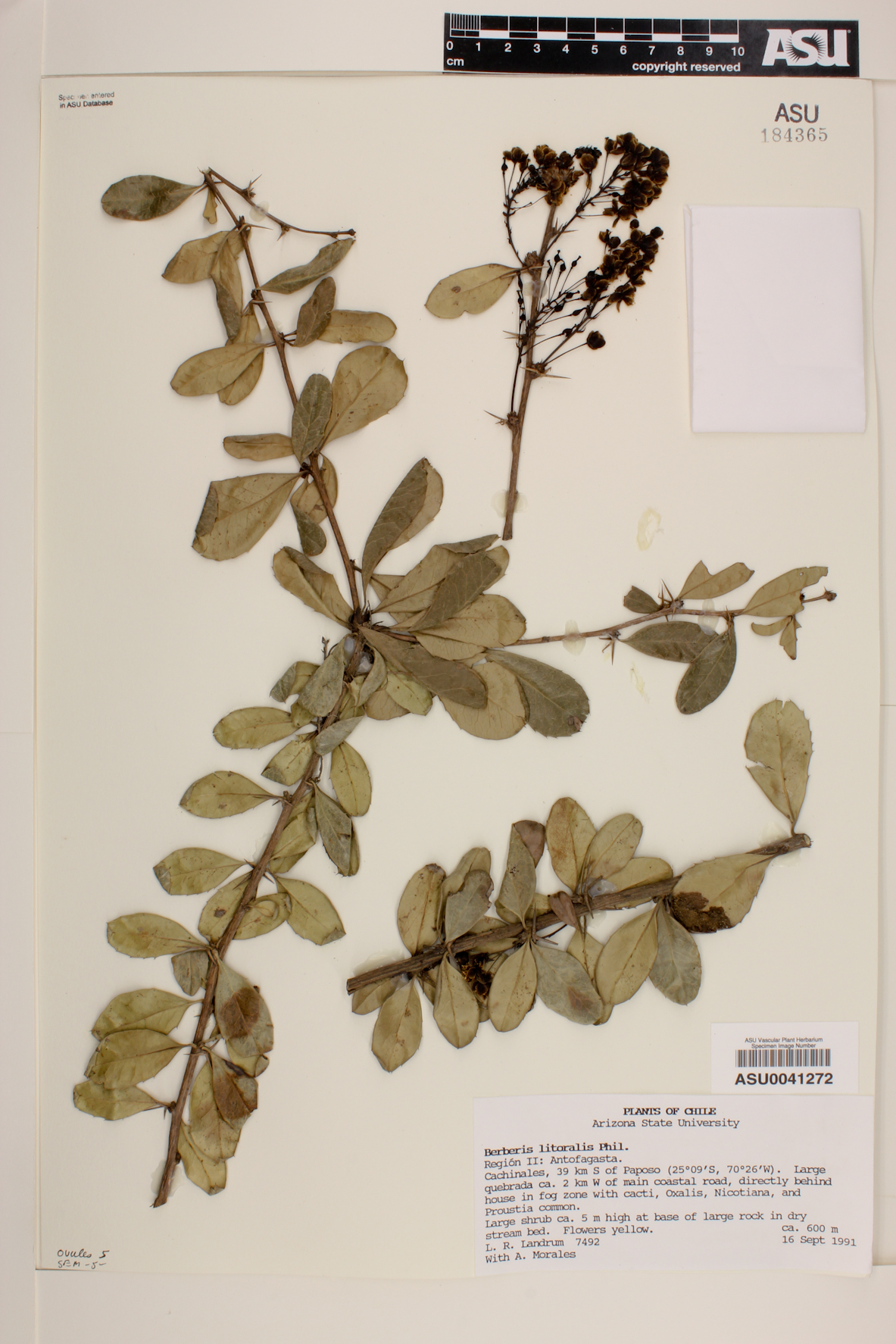 Berberis litoralis image