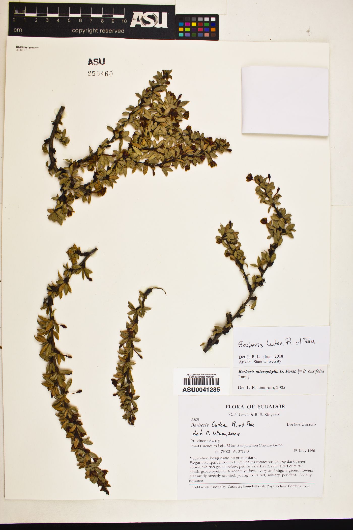 Berberis lutea image