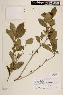 Berberis negeriana image