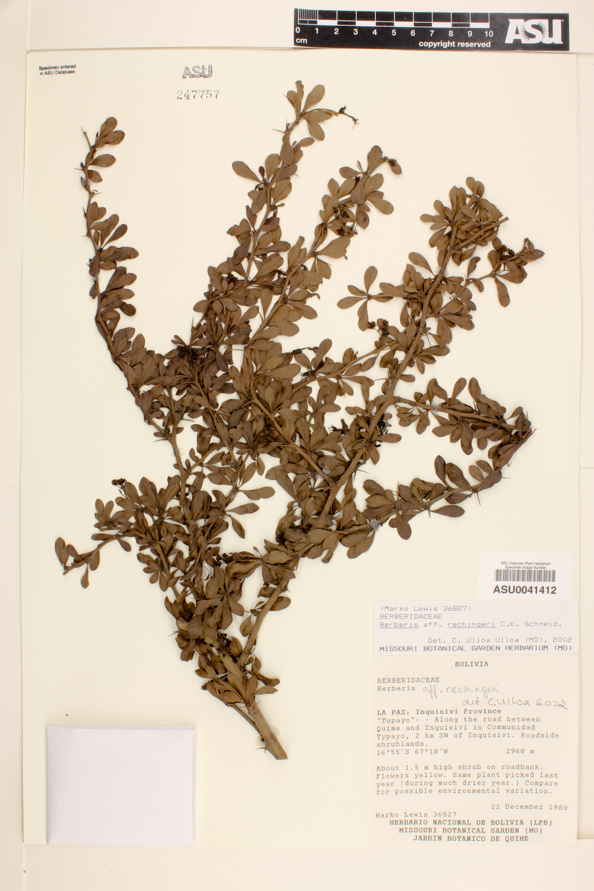 Berberis rechingeri image