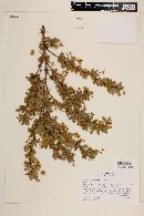 Berberis rotundifolia image