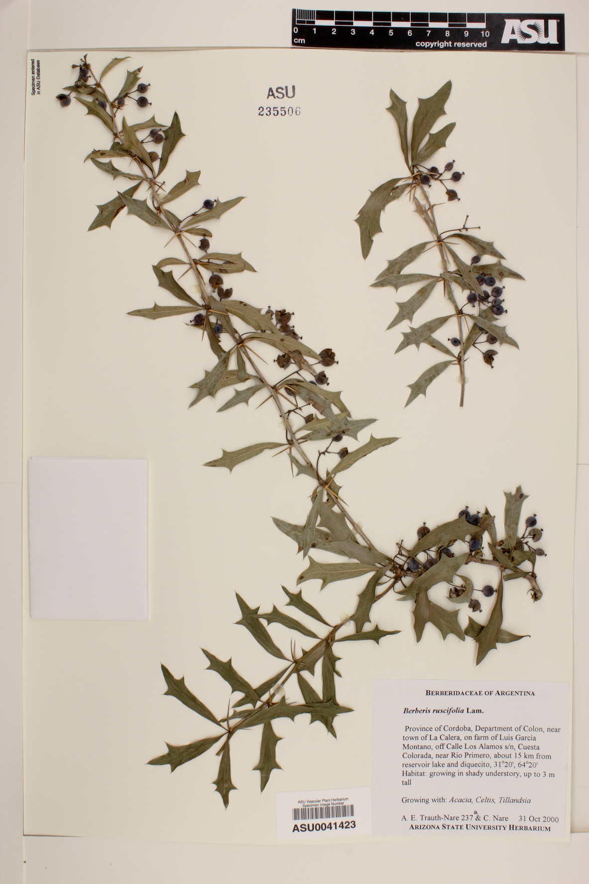 Berberis ruscifolia image
