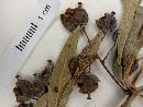 Berberis ruscifolia image