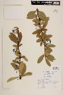 Berberis serratodentata image