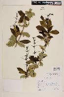 Berberis valdiviana image